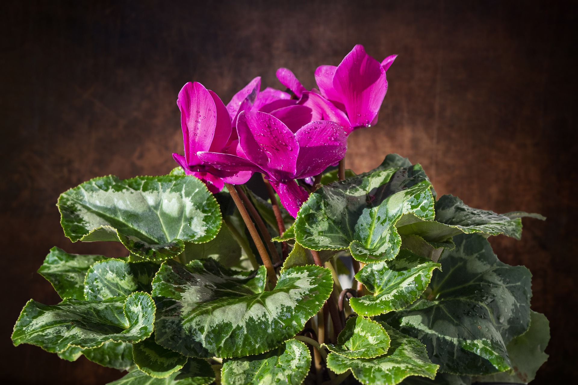 Cyclamen plant on sale